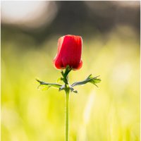 Ве́треница коро́нчатая (лат. Anemóne coronária) :: Александр Григорьев