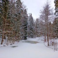 Лесная река :: Лия ☼