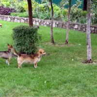 Кавалеры :: Gen Vel