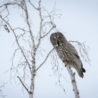 Око леса. :: Вадим Басов