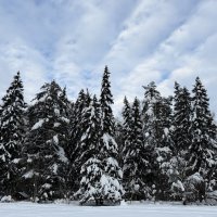 Заколдован невидимкой,  Дремлет лес под сказку сна… :: Любовь 