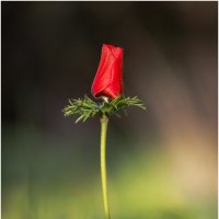 Ве́треница коро́нчатая (лат. Anemóne coronária). :: Александр Григорьев