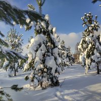по снежному лесу :: Валентина. .