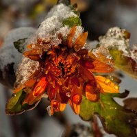 Заморожен и спит... :: Римма Волченко