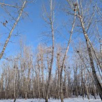 Тополя,в феврале. :: Андрей Хлопонин