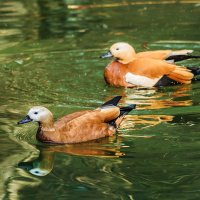 Огарь :: SanSan 