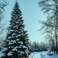 По зимней дороге :: Людмила Смородинская