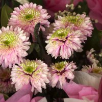 В розовых тонах :: Леонид 