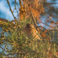 В закатном Солнце. :: Sergey (Apg)