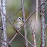 желтоголовый королек. :: юрий макаров