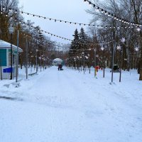 Ростов-на-Дону. Центральная аллея парка Октябрьской революции зимой. :: Пётр Чернега