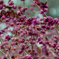 Ягода малина в парк заманила! :: Варвара 