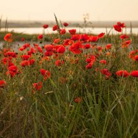Крым. Май :: Вячеслав Владимирович