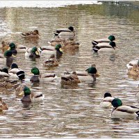 Утки. :: Валерия Комова Утки. :: Валерия Комова