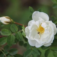 БЕЛАЯ РОЗА В ИЮНЕ :: Валентина БЕЛАЯ РОЗА В ИЮНЕ :: Валентина