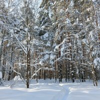 деревья покрытые существами :: Владимир 