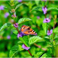 Лето-это маленькая жизнь. :: Михаил. 