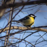 *** :: Александр. AVG100 ---