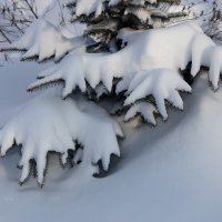 Еловые ветви под снегом :: Александр Синдерёв