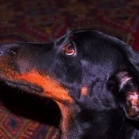 Матильда. :: Андрей Андрианов