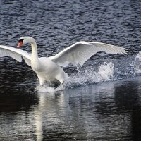 **** :: Андроник Александр 