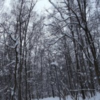 Зима :: Freddy 97