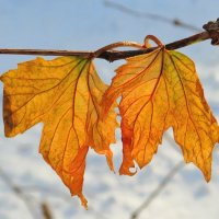 Сохранившиеся листья :: Андрей Снегерёв