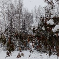 Белым-бело :: Юлия Денискина