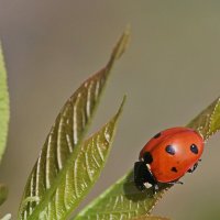 совсем скоро...))) :: Александр Герасенков