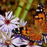 опять про бабочек...418 :: Александр Прокудин