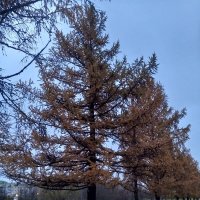 Осень :: Сапсан 