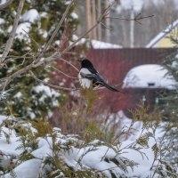 Сорока-белобока :: Татьяна Машошина Сорока-белобока :: Татьяна Машошина