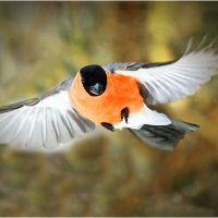 Не щегол, а Щёголь :: Валентин Котляров