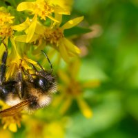 Летнее макро. Пчела :: Владимир Лазарев