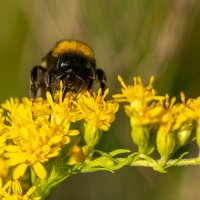 Летнее макро. Пчела :: Владимир Лазарев