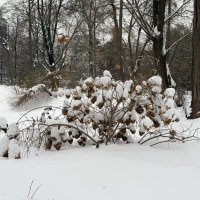 Зима в парке. :: Pippa 