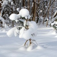 Зима в январе. :: Милешкин Владимир Алексеевич 
