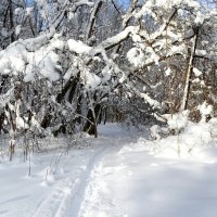 Зимний парк. :: Милешкин Владимир Алексеевич 