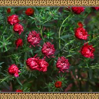 Цветочная зарисовка :: Владимир Кроливец