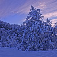 Новогоднее утро---02 :: Владимир Холодный