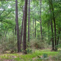 Лес :: **** vedin