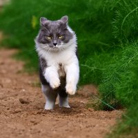 Gigia :: Светлана 