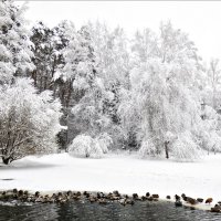 Зимний сон :: Валентина *