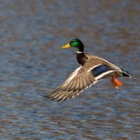 Мгновение полёта :: Игорь Шевченко