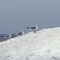 Чайки на ледяном торосе. :: Константин Белоногов