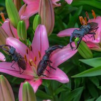 Сбор в лилиях :: Наталья Димова