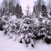 На опушке :: Galaelina ***