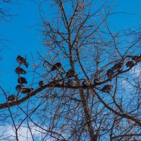 В ожидании весны :: Михаил К