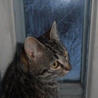 Зимний вечер... :: Наталья 