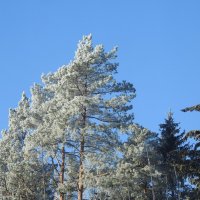 причуды зимы :: ИННА ПОРОХОВА